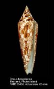 Conus bengalensis